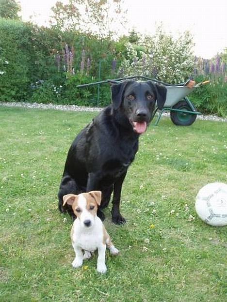 Labrador retriever Balu - død 25-08-06  - Balu sammen med "lillebror" Tazz billede 6