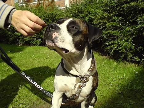 Blanding af racer Jack billede 4