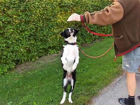 Border collie Charlie - dygtig dreng billede 8