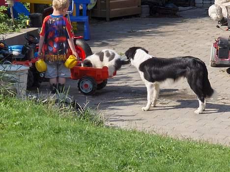 Border collie Charlie - jeg fatter ikke hvad min tossede lille søster har gang i billede 9