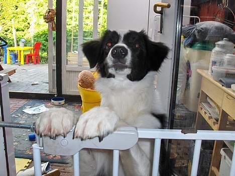 Border collie Charlie - jeg vil ind billede 10
