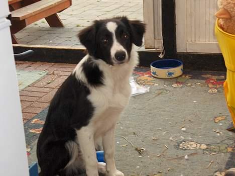 Border collie Charlie - ska vi ha mad nu billede 11