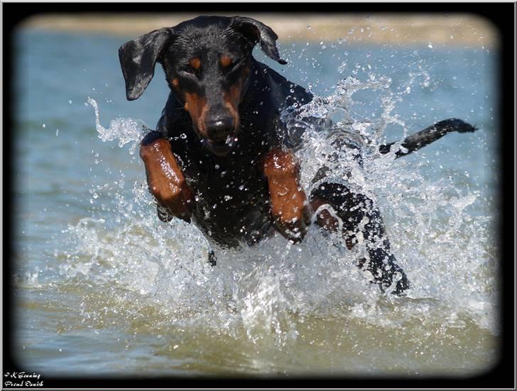 Dobermann *¤*Grace/Chica*¤* R.I.P. billede 9
