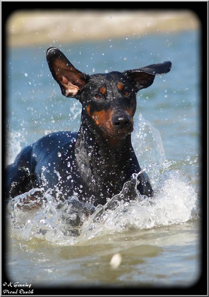 Dobermann *¤*Grace/Chica*¤* R.I.P. billede 10