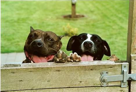 Amerikansk staffordshire terrier miss chicago - se vi er de bedste venner chesty og jeg miss chicago. billede 9