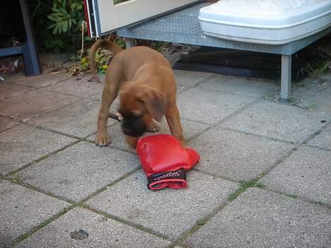 Boxer Zelda billede 6