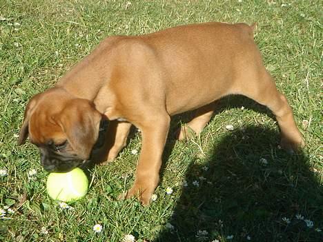 Boxer Zelda billede 7