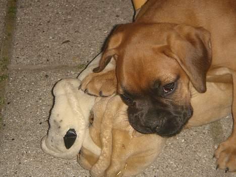 Boxer Zelda billede 8