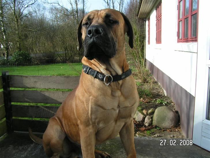 Boerboel BOELSPLAAS KONG ARTHUR - 15 mdr. billede 1