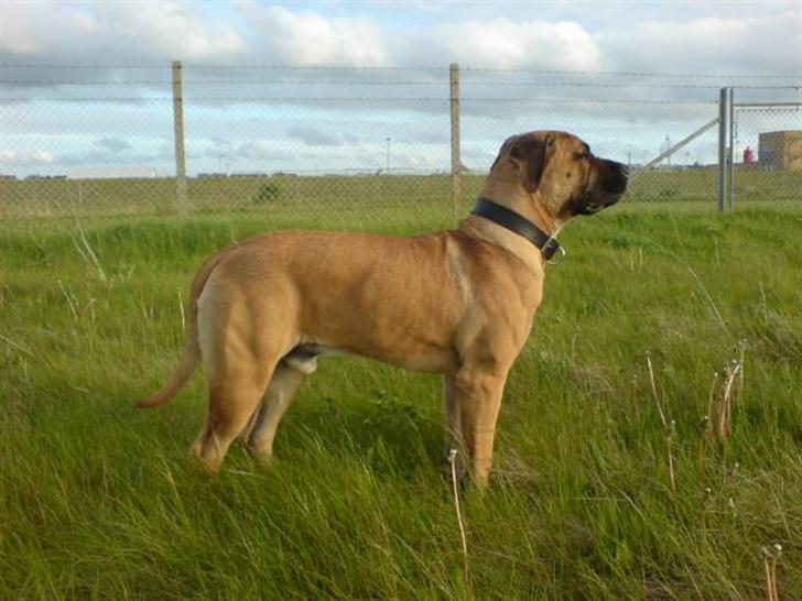 Boerboel BOELSPLAAS KONG ARTHUR - 10 mdr billede 2