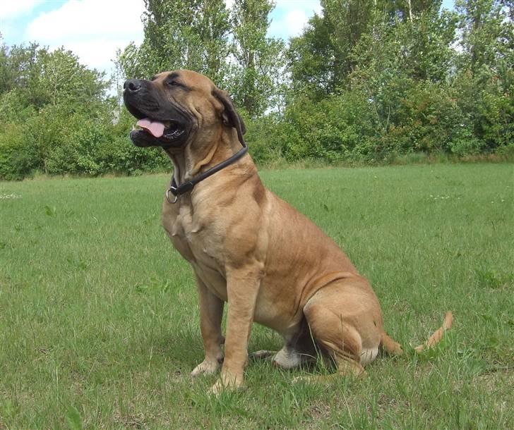 Boerboel BOELSPLAAS KONG ARTHUR - 20 juni 08 billede 3