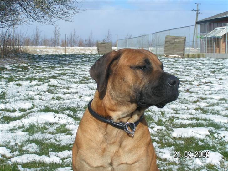 Boerboel BOELSPLAAS KONG ARTHUR - 18 mdr billede 4