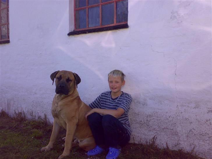 Boerboel BOELSPLAAS KONG ARTHUR - Arthur og min lillebror Jannick billede 5