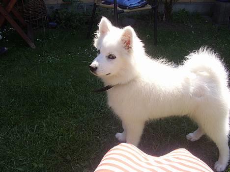 Samojedhund Backi billede 1