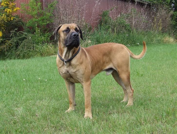 Boerboel BOELSPLAAS KONG ARTHUR - 20 juni 08 billede 6