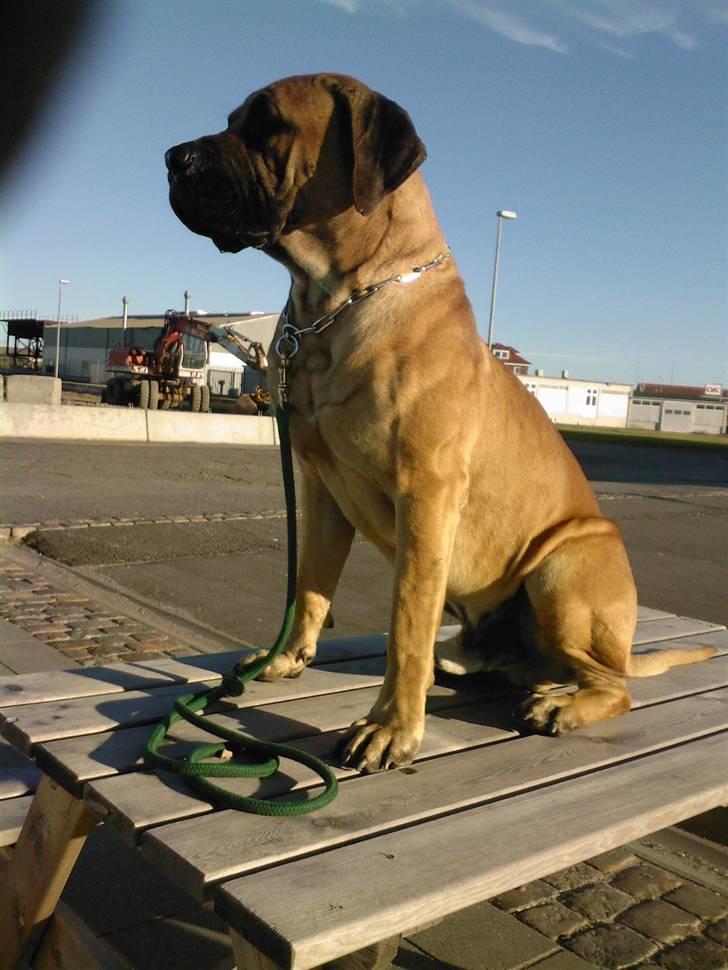 Boerboel BOELSPLAAS KONG ARTHUR - Spiser lige en is billede 7