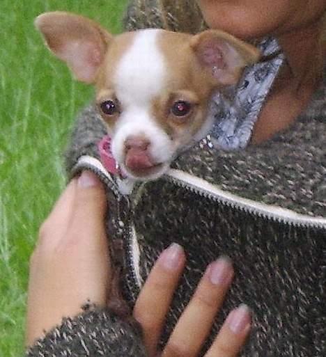 Chihuahua Chanel billede 5