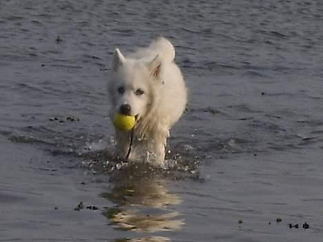 Samojedhund Backi billede 2