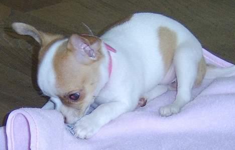 Chihuahua Chanel billede 6