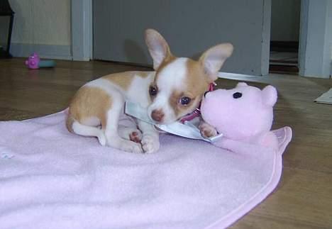 Chihuahua Chanel billede 7