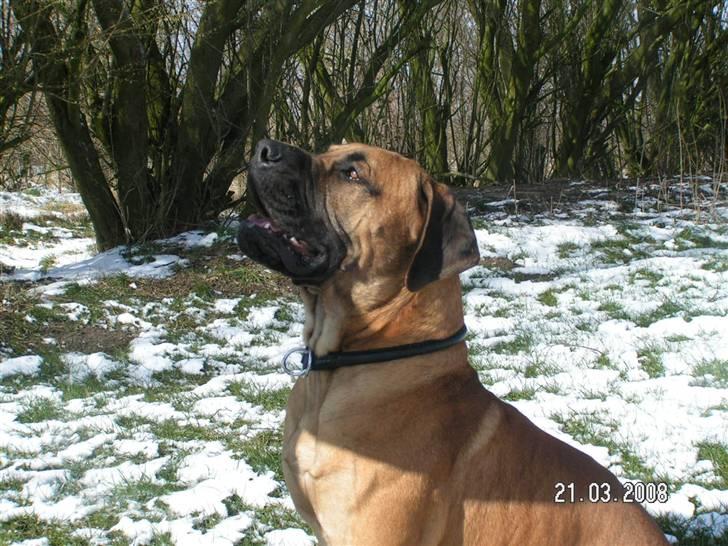 Boerboel BOELSPLAAS KONG ARTHUR - 18 mdr billede 8