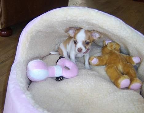 Chihuahua Chanel billede 8