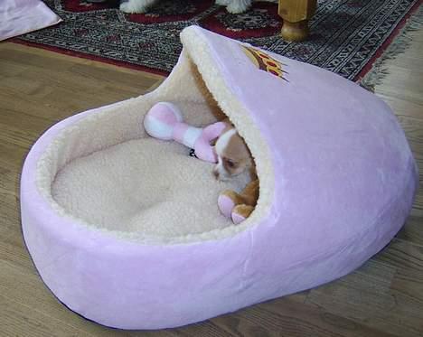 Chihuahua Chanel billede 9