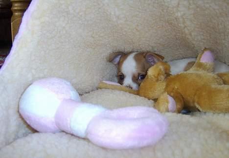 Chihuahua Chanel billede 10