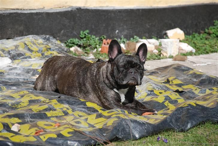 Fransk bulldog gizmo ( Død den 29/07-10) billede 15