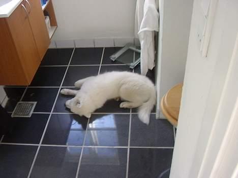 Samojedhund Backi billede 3