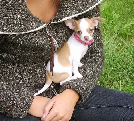 Chihuahua Chanel billede 11