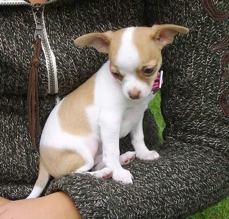 Chihuahua Chanel billede 12