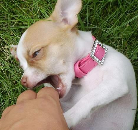 Chihuahua Chanel billede 13