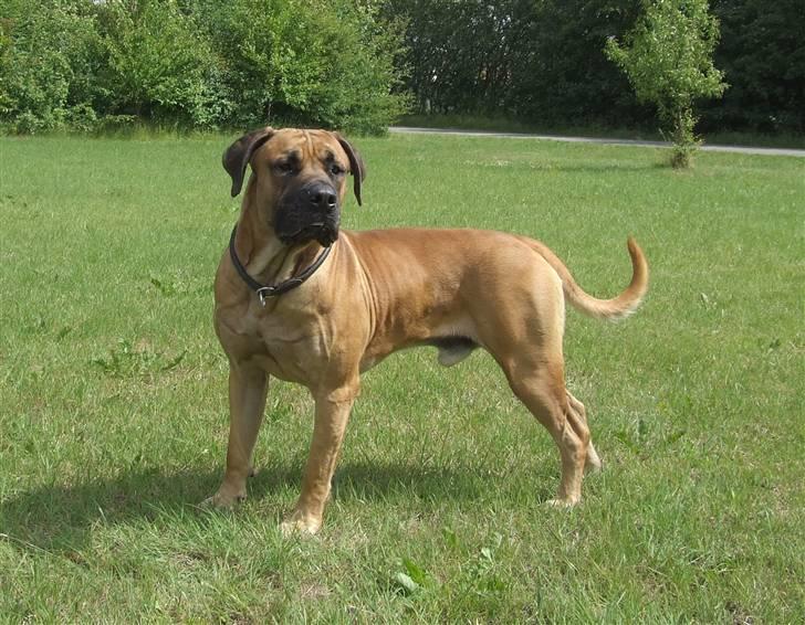 Boerboel BOELSPLAAS KONG ARTHUR - 20 juni 08 billede 9
