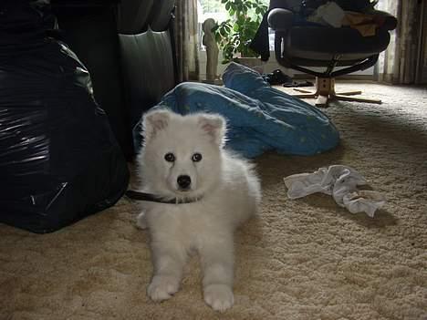 Samojedhund Backi billede 4