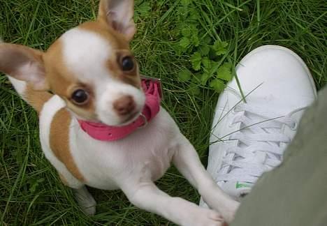 Chihuahua Chanel billede 14