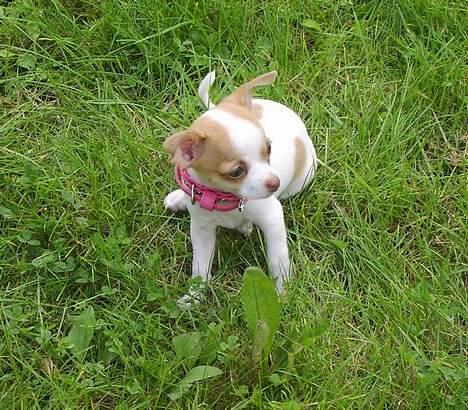 Chihuahua Chanel billede 15