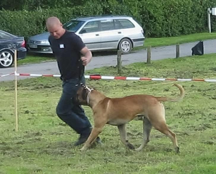 Boerboel BOELSPLAAS KONG ARTHUR - 13 mdr til appraisal, 83,7% billede 10