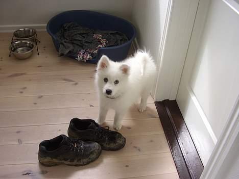 Samojedhund Backi billede 5