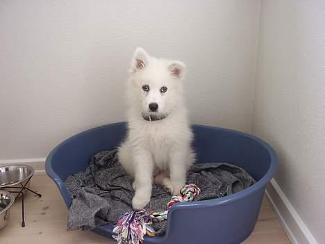 Samojedhund Backi billede 6