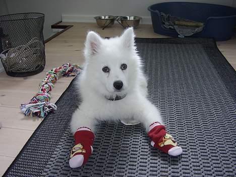 Samojedhund Backi billede 7