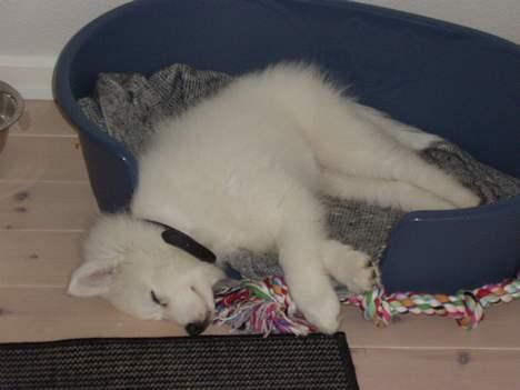 Samojedhund Backi billede 8