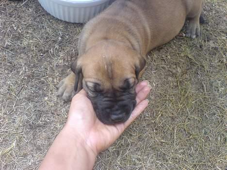 Boerboel BOELSPLAAS KONG ARTHUR - 3 uger billede 11