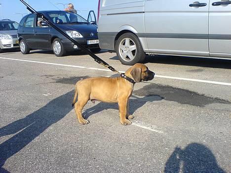 Boerboel BOELSPLAAS KONG ARTHUR - 8 uger billede 12