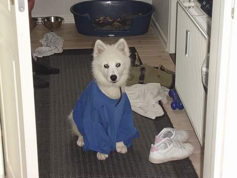 Samojedhund Backi billede 9