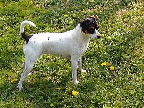 Dansk svensk gaardhund Bella (My Bonnie Ikea) - Bella i haven billede 1