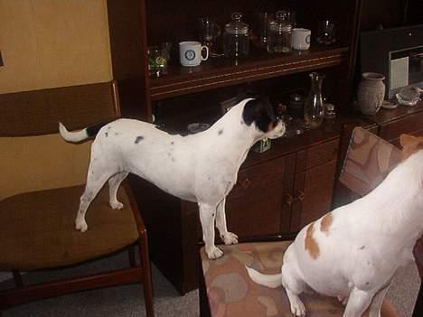 Dansk svensk gaardhund Bella (My Bonnie Ikea) - Bella står på to stole billede 2