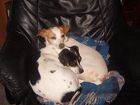 Dansk svensk gaardhund Bella (My Bonnie Ikea) - Bella og Alba hygger sig billede 3