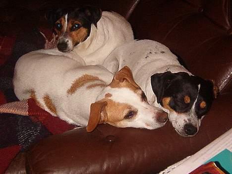 Dansk svensk gaardhund Bella (My Bonnie Ikea) - Tre hunde hygger sig i sofaen billede 4