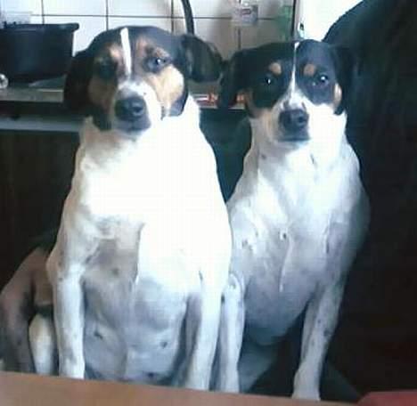 Dansk svensk gaardhund Bella (My Bonnie Ikea) - Bella og Honey billede 5